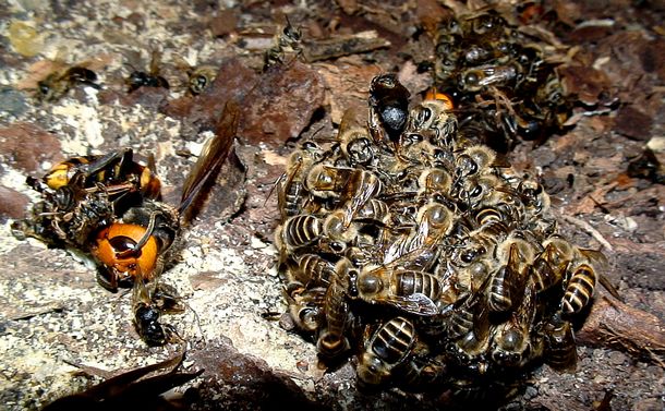 写真・図版 : オオスズメバチを死に至らしめるニホンミツバチの熱殺蜂球＝小野正人さん提供