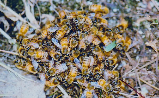 写真・図版 : セイヨウミツバチがつくる蜂球はまとまりが弱い＝小野正人さん提供