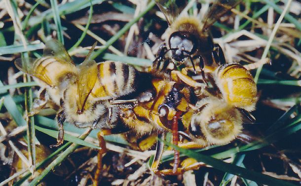 写真・図版 : 捕らえたキイロスズメバチを針で刺すセイヨウミツバチ＝小野正人さん提供