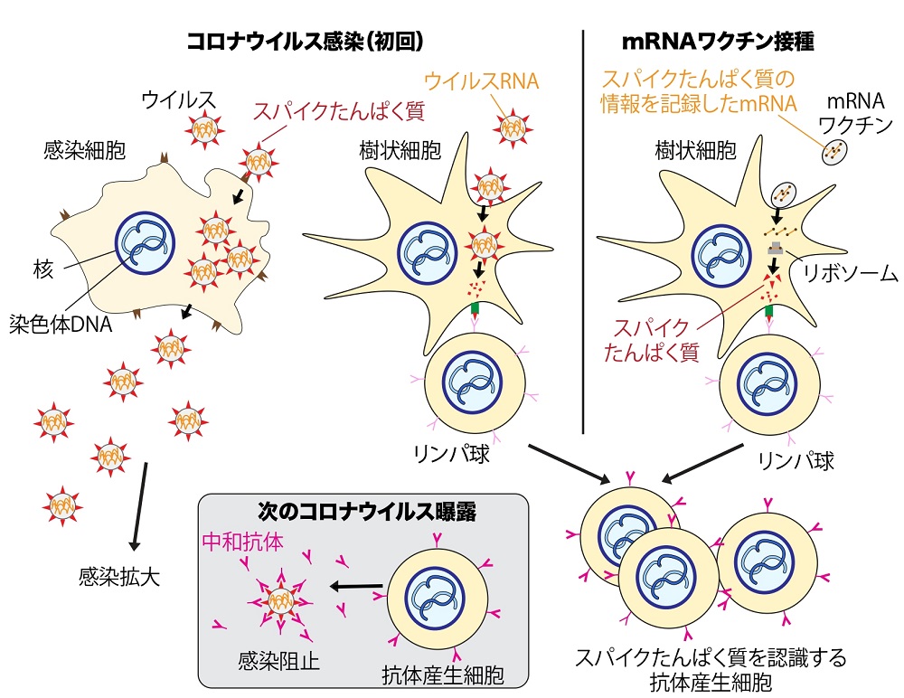 写真・図版 : コロナウイルスに一度感染する、もしくはワクチンを受けると、抗体産生細胞が増え、次にウイルスがやってきたときに感染を阻止できることを示す模式図
