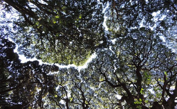 写真・図版 : 仰ぎ見ると、ジグソーパズルのようなクスノキの林冠部。隣接する木々が領分を守り、下層にも光を注ぐ＝筆者撮影