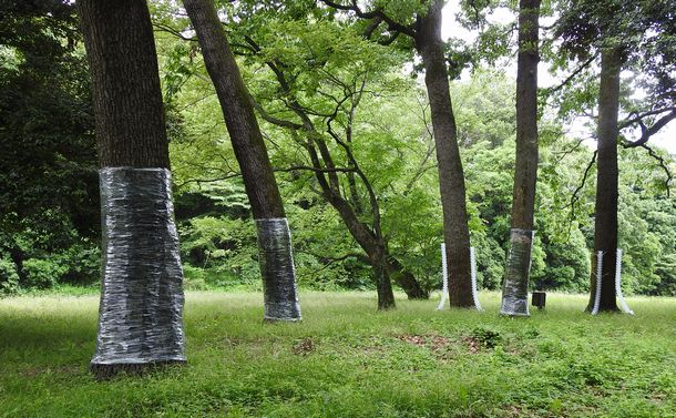 写真・図版 : ナラ枯れ対策の施されたコナラやクヌギの木々＝筆者撮影