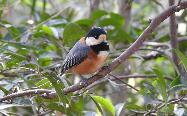 写真・図版 : ヤマガラ。常緑広葉樹林を好む森林性の鳥で明治神宮の森に多い＝筆者撮影