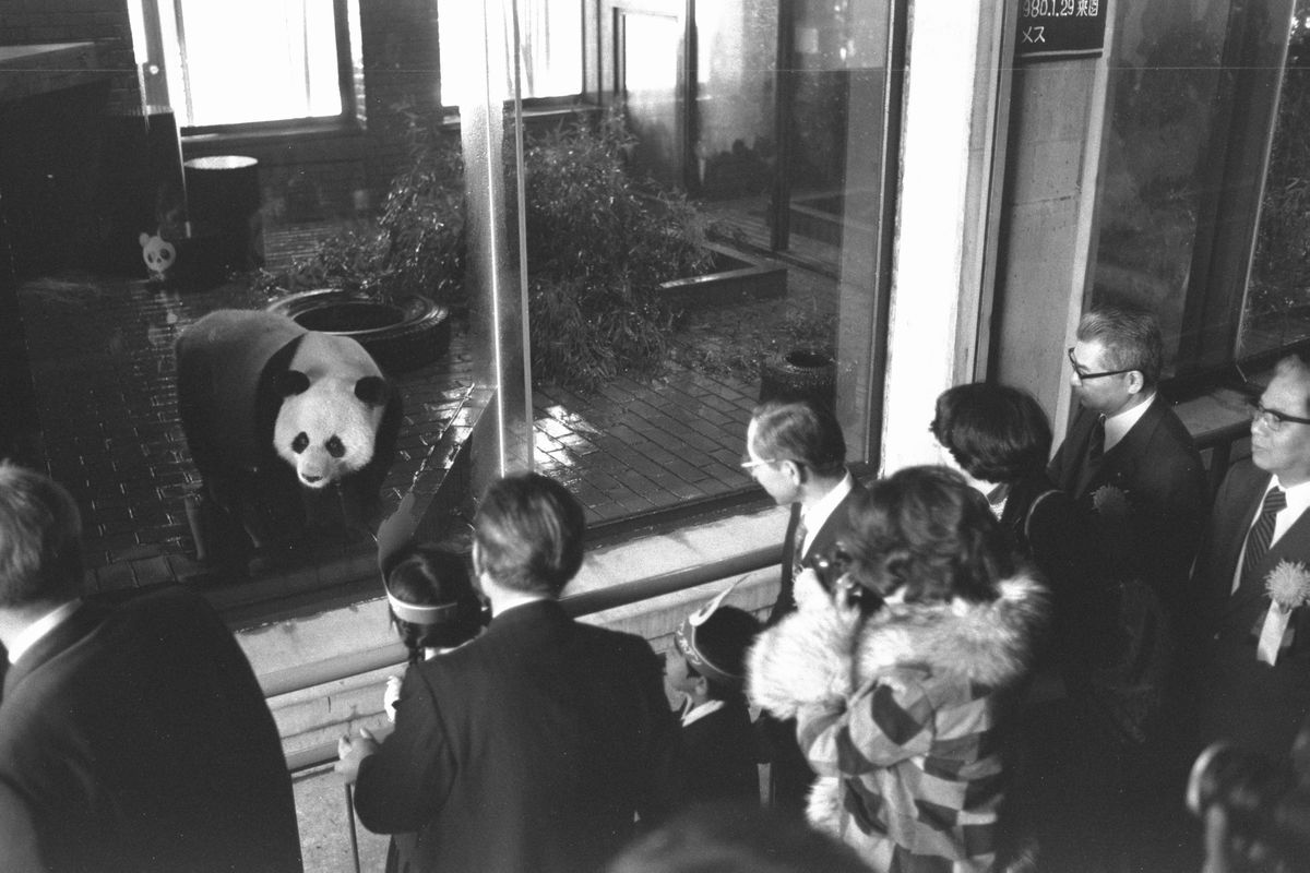 写真・図版 : 1980年2月、東京・上野動物園のパンダ、カンカンの新しい花嫁として北京動物園から贈られたホアンホアン（歓歓）が一般公開された =朝日新聞社