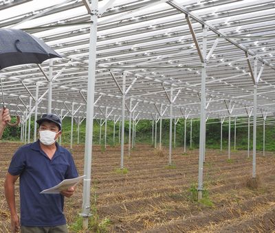 写真・図版 : 営農型太陽光発電と大内督さん