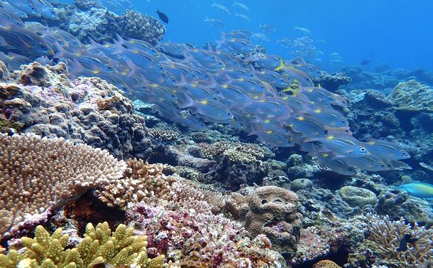 沖縄県民投票に 意味はあった あれから２年 大浦湾に潜った 阿部 藹 論座 朝日新聞社の言論サイト