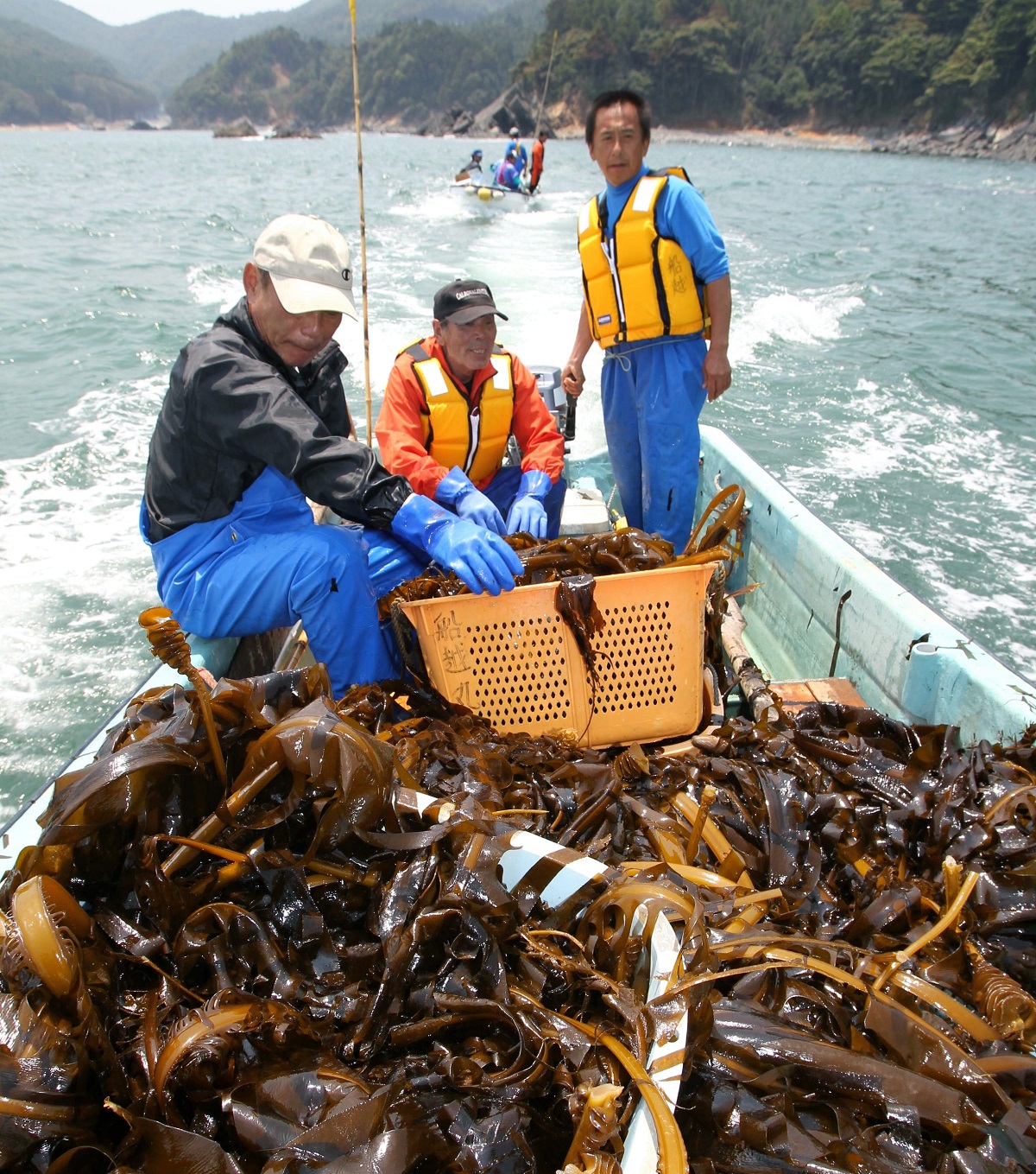 たくさんのワカメを積んで港に戻る漁師たち＝６月７日午前、宮城県石巻市雄勝町船越沖 2011年6月
