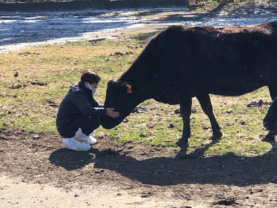 写真・図版 : かつての飼牛と再会した鵜沼久江さん=2021年2月9日、福島県双葉町、撮影・筆者