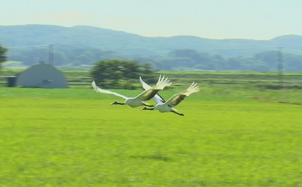 写真・図版 : 田園を舞う2羽。北海道では水田地帯でタンチョウの姿が見られるのは稀。