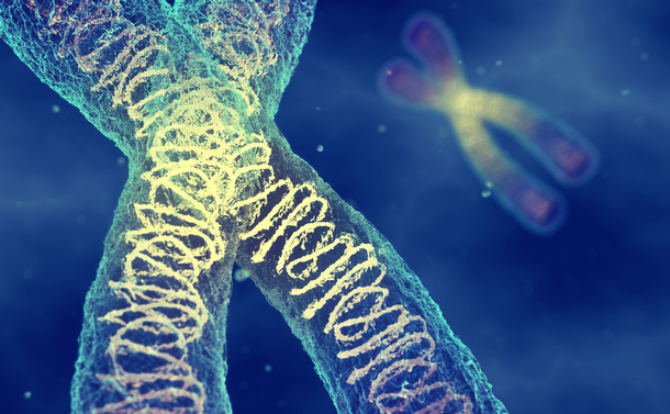 写真・図版 : 染色体にあるDNA＝shutterstock.com
