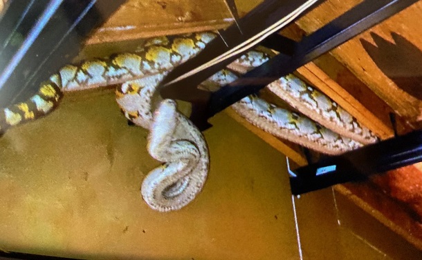 発見時のアミメニシキヘビ。屋根裏の鉄骨に絡みついていたという=横浜市動物愛護センター提供