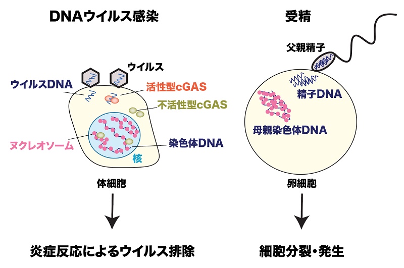 写真・図版 : （左）DNAウイルスなどが細胞に感染すると、ウイルスのDNAを認識したcGASが活性化し、炎症反応を引き起こす。一方、ヌクレオソームで覆われた染色体DNAはcGASを活性化しない。（右）受精では、精子DNAが母親の卵細胞に入るが、炎症反応ではなく、細胞分裂とともに発生がスタートする。
