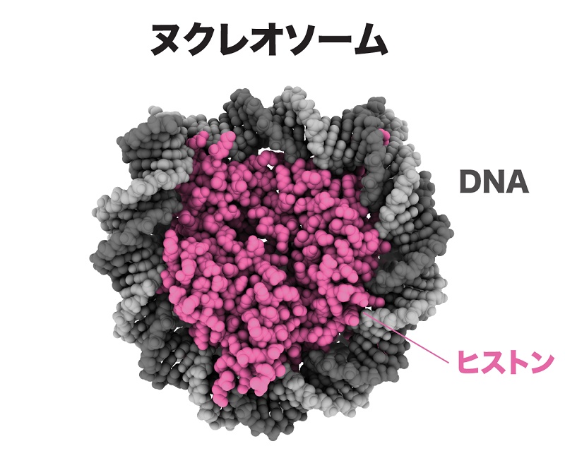 写真・図版 : ヌクレオソーム。人類など真核生物の染色体DNAは、ヒストンたんぱく質に巻き付いたヌクレオソーム構造をとる=鯨井智也氏提供

