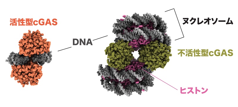 写真・図版 : （左）活性化したcGAS。DNAをはさみ込むように2つが結合している。（右）活性化されないcGAS。ヌクレオソームのヒストンに結合するとDNAをはさみ込めない＝鯨井智也氏提供
