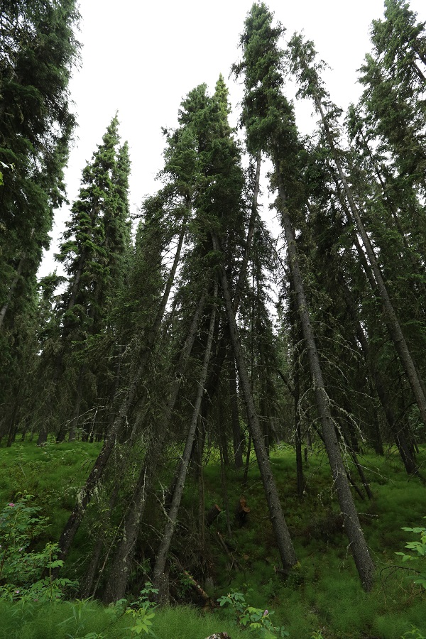 写真・図版 : 凍土が解け傾いた木＝2017年6月、米アラスカ州フェアバンクスのアラスカ大学、葛谷晋吾撮影