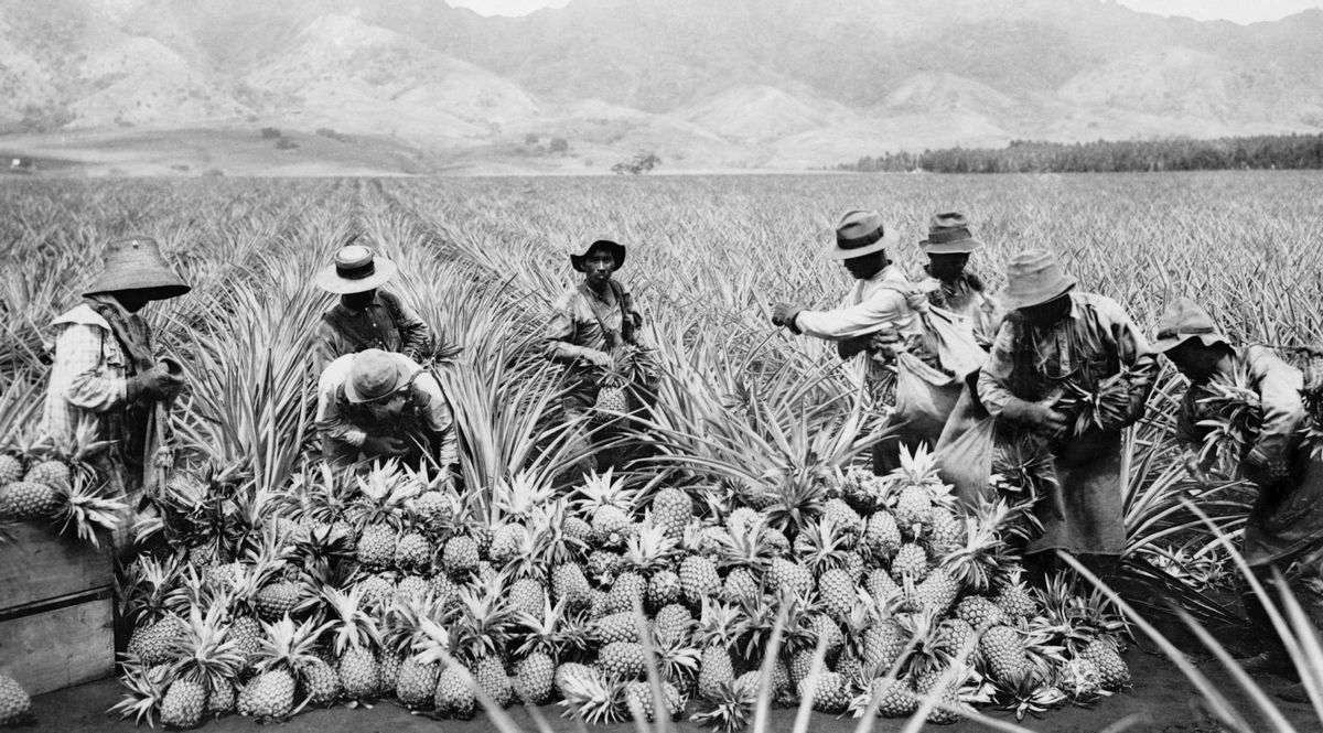 写真・図版 : ハワイの農園でパイナップルを収穫する日系移民の農業労働者。1920年ごろ（Everett Collection / Shutterstock.com）