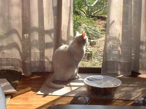 写真・図版 : 「子猫のパヤパヤ」の歌詞にあるように家の外を見つめるミルミル（写真はワンカップPさん提供）
