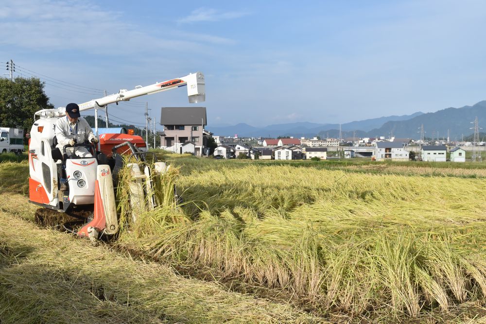 写真・図版 : 米の収穫