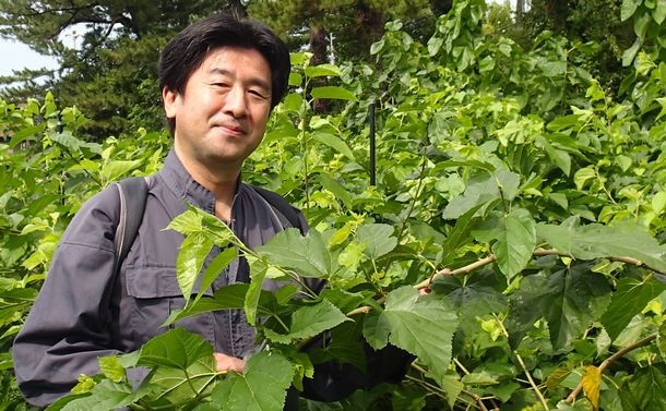 写真・図版 : 東京農工大学の畑で、赤材桑の枝を手にする梶田真也教授