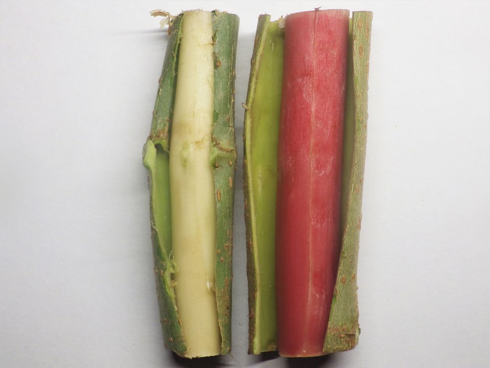写真・図版 : 樹皮を剝いだ状態の赤材桑（右）と一般的なクワの品種＝東京農工大学提供