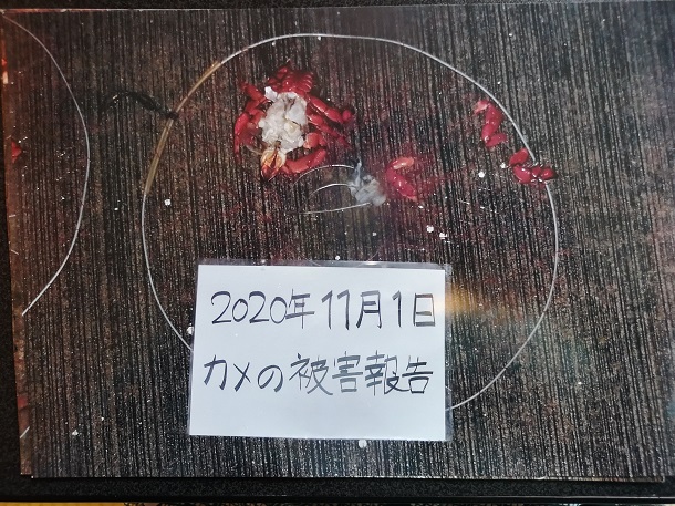 ウミガメによる漁業被害2020年11月1日、古川正則氏撮影