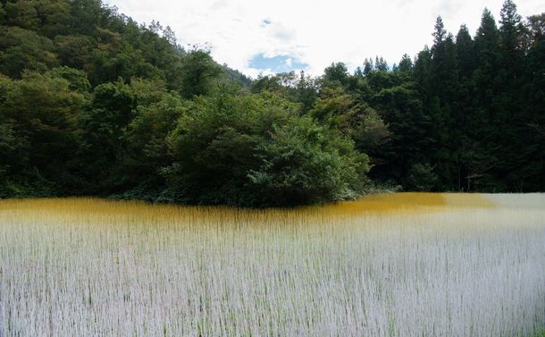写真・図版 : ヨウ・ウェンフー「心田を耕す」　休耕田に、夏秋の田園風景と冬の雪景色を調和させるランドアートを、グラデーションに着色された５０万本の竹ひごを田植えのように植えていくことで実現した。作家が台湾から来日できないなか、150人以上の地元ボランティアらによって制作された。Photo: Tsuyoshi Hongo
