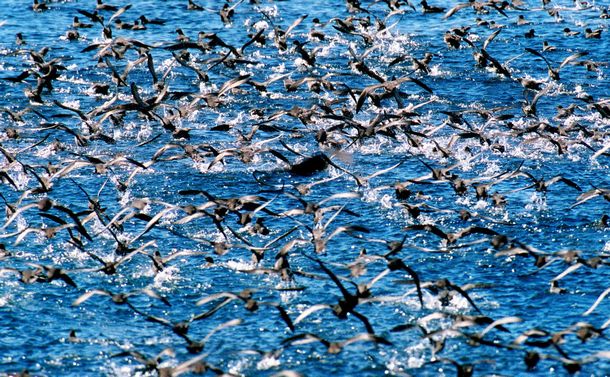 写真・図版 : 海面近くのエサをついばむハシボソミズナギドリ＝2001年9月4日、択捉島沖で、小林裕幸撮影