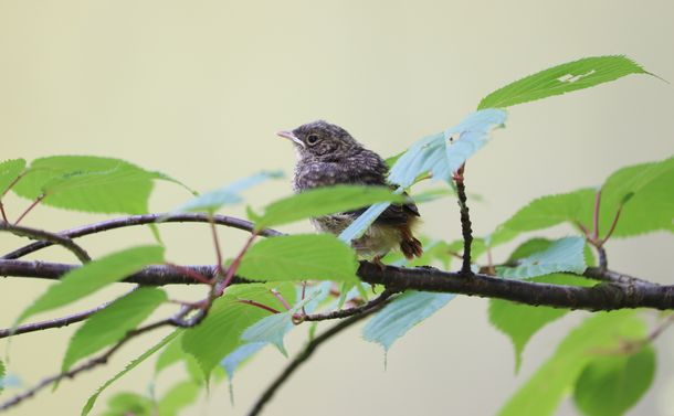 写真・図版 : 巣立ってまもないジョウビタキの幼鳥＝写真はいずれも楠ゆずはさん・なづなさん提供