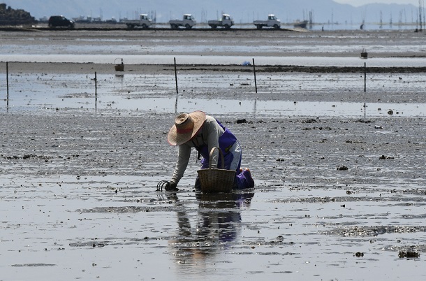 長部田海床路周辺でアサリやハマグリを掘る漁師=2019年5月16日午後1時16分、熊本県宇土市