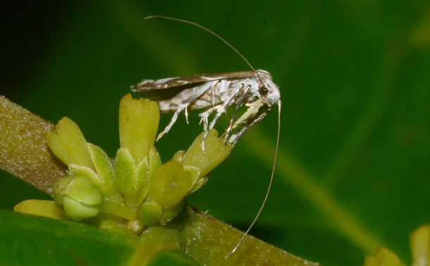 植物と昆虫が築く一対一の「絶対送粉共生」を温室に再現