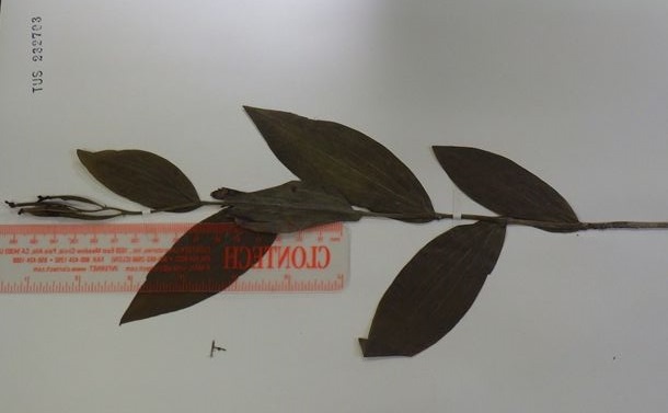 写真・図版 : 1923年に採集されたキンランの標本（東北大学標本庫所蔵）。果実部分に蛹があった