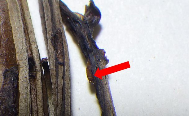 写真・図版 : 見つかった蛹（赤い矢印）。抽出したDNAをもとに、ランミモグリバエと判断された＝写真は2枚とも山下由美さん提供