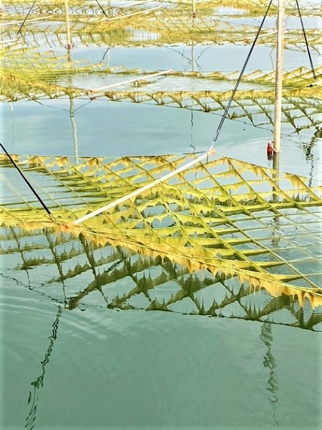 写真・図版 : 漁民が「金髪」と呼ぶ色落ちしたノリ＝佐賀県鹿島市沖、撮影・林田直樹氏