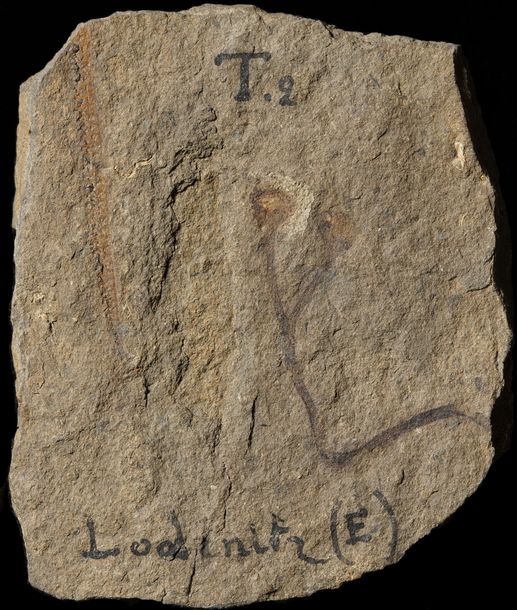 写真・図版 : 初期の陸上植物の形が分かるクックソニアの化石＝チェコ国立博物館所蔵