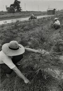 写真・図版 : 減反による転作で松や杉などを育てる農家＝1979年、大阪