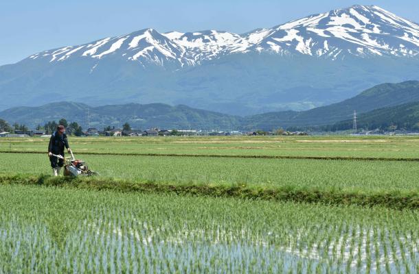 写真・図版 : あぜの除草をする農家＝2017年5月、山形県酒田市