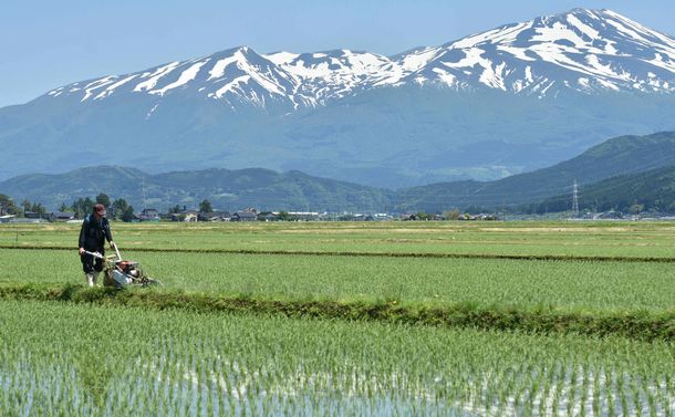写真・図版 : あぜの除草をする農家＝2017年5月、山形県酒田市