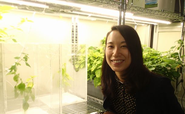 写真・図版 : 樋口裕美子さん。実験室では、オトシブミの飼育や揺籃をつくる植物の栽培をしている
