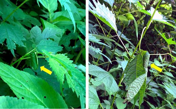 写真・図版 : ヒメコブオトシブミがアカソの葉でつくった揺籃（矢印）。左は1枚の葉を、右は葉の一部を使ってある＝★
