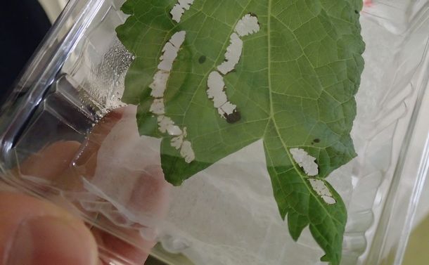 写真・図版 : 実験室では、こんな容器の中に葉とオトシブミを入れて飼育する。成虫（中央にいる）が葉を食べた跡がくっきり見える
