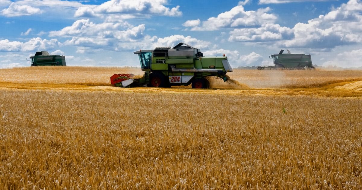 写真・図版 : ウクライナでの小麦の収穫　　zmeypetrov/shutterstock