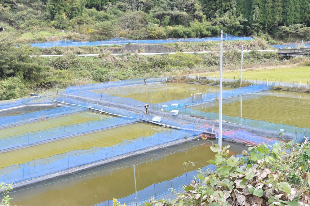 写真・図版 : 金魚の飼育池になった休耕田＝2020年、島根県出雲市