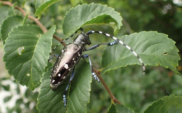 写真・図版 : ツヤハダゴマダラカミキリの成虫。在来のゴマダラカミキリと似ている＝田村繁明さん提供