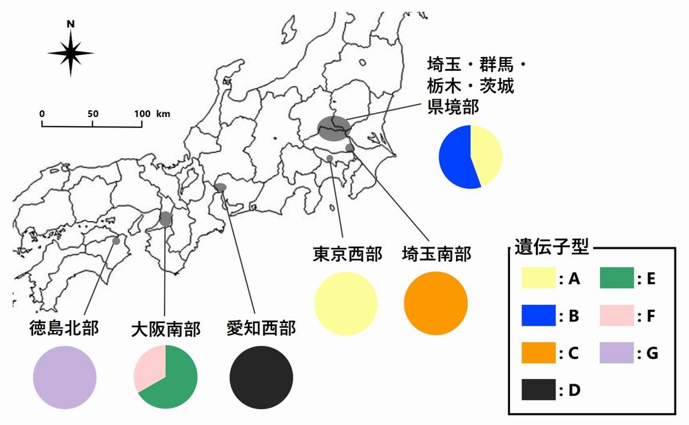 写真・図版 : 遺伝子が分析された国内における6つの侵入地域。円グラフは各遺伝子型の割合で、地域ごとに遺伝子型が異なっていた＝田村繁明さん提供