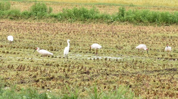 世界農業遺産に登録された新潟県佐渡市の田んぼでえさをついばむトキの群れ 