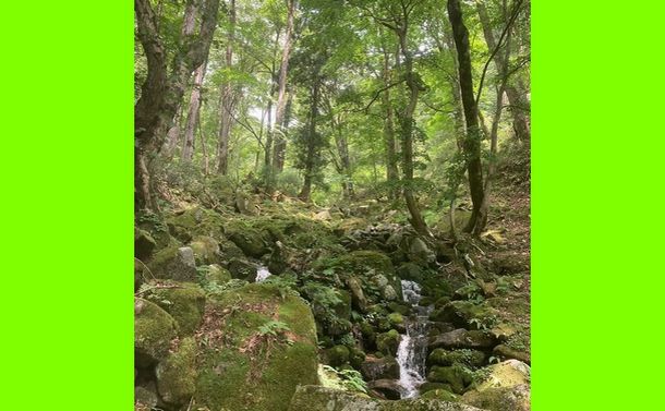 豊かな森林国・日本を脅かす「放置林」「乱開発」の厳しい実態～山の日に思う