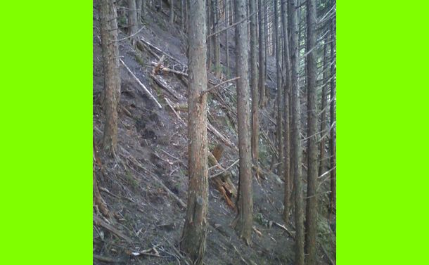 写真・図版 : 宍粟市の人工林。表土流出が止まらない。（日本熊森協会提供）