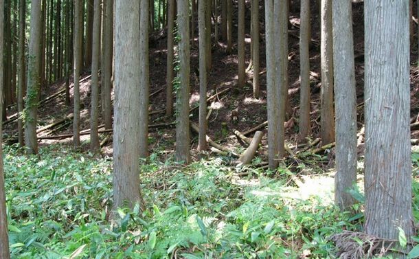写真・図版 : 宍粟市の人工林。林の中の杉の根元には陽がほとんど入らない。（日本熊森協会提供）
