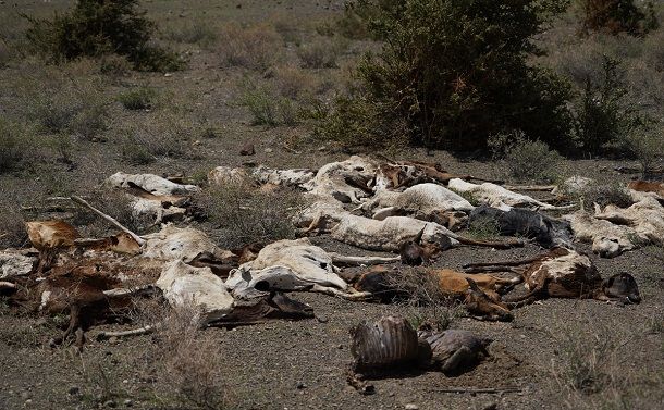 干ばつで衰弱して死んだヤギたち。強い死臭が漂う＝2022年1月、ケニア北部モイテ