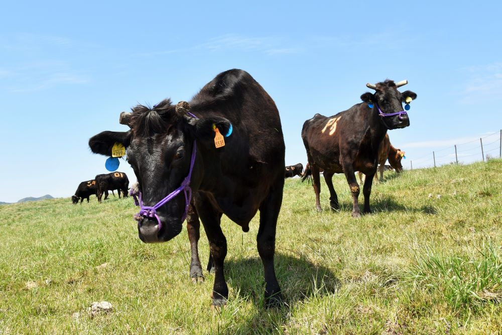 写真・図版 : 青空が広がる牧野に放たれた牛たち＝2021年4月、熊本県阿蘇市